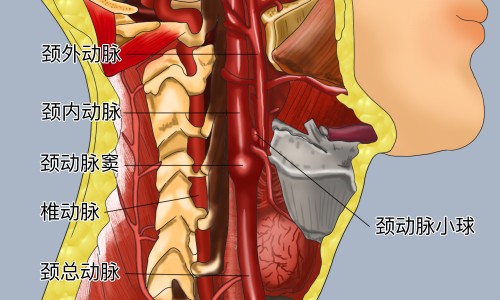 颞叶病变的症状和体征-颞叶症状群网 :分享颞叶痫病是什么病-颞叶是啥知识
